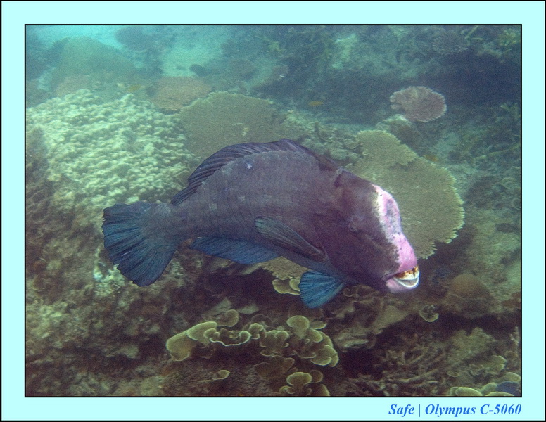 2006 - 07 - Perhentian - Plongee 22
